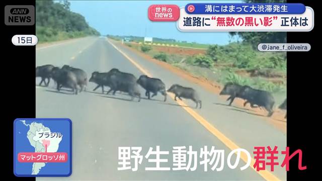 道路に“無数の黒い影”正体は　溝にはまって大渋滞発生　ブラジル