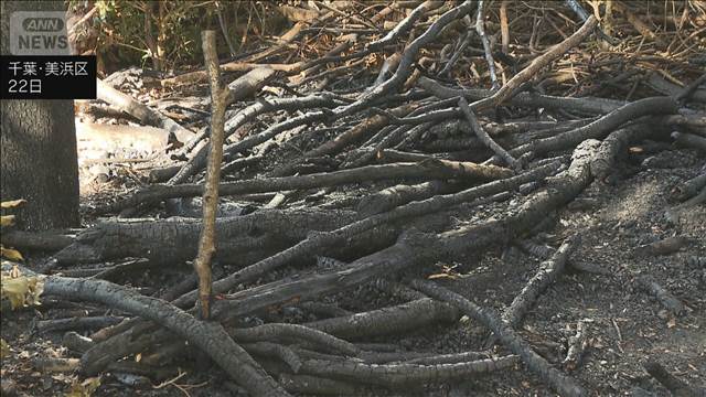 千葉・幕張海浜公園6カ所で火事相次ぐ　放火の可能性も　男性確保し聴取中　千葉県警