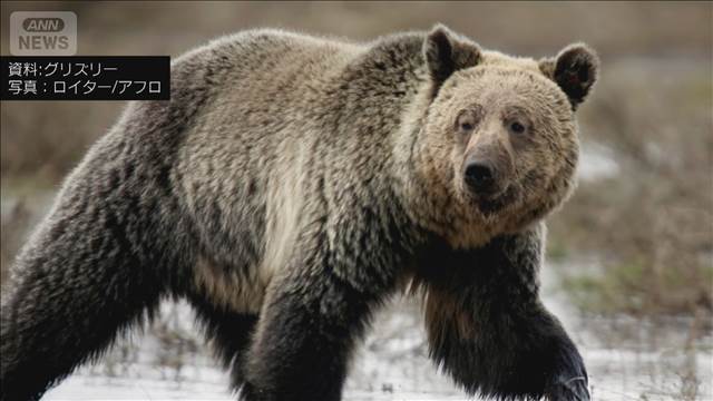 “巨大グマ”グリズリー　カナダで校外学習の児童らを襲う　2人重体2人重傷