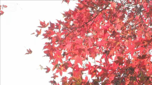 3連休初日 各地で行楽日和　外苑のイチョウ並木など紅葉見ごろ