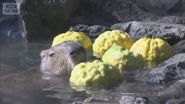 「元祖カピバラの露天風呂」始まる　赤ちゃんもご満悦　静岡・伊東市