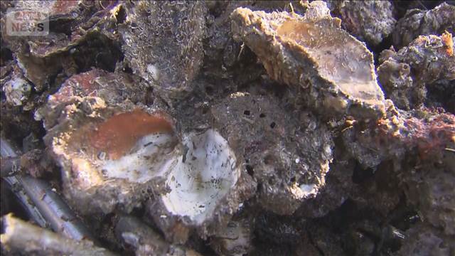 カキ大量死の養殖業者に50万円支援　事業者と意見交換も　広島県呉市