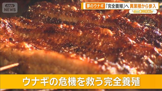 ウナギ完全養殖 格安生産の実現迫る 3年以内・1匹1000円以下目標【グッド！いちおし】