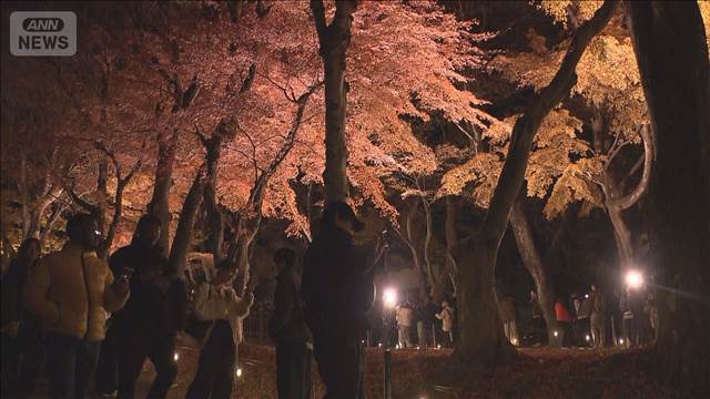 昼は圧巻 夜は幻想的　河口湖で「紅葉まつり」