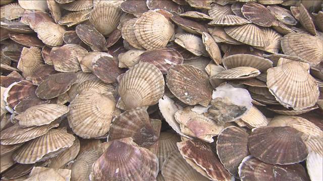 日本産水産物“輸入停止”172社に影響か　帝国データバンク調査