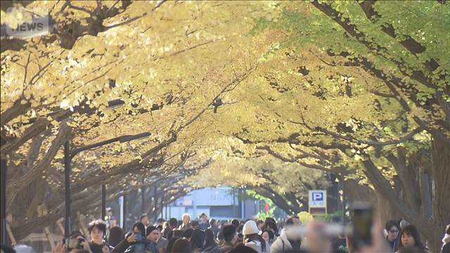 三連休最終日は穏やかな行楽日和　東京・神宮外苑はイチョウが見ごろ