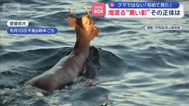 「初めて見た」海渡る“黒い影” クマではないその正体は