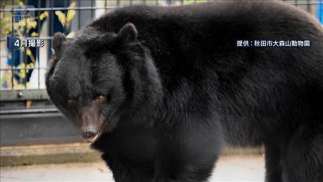動物園でクマ脱走 “来場客避難”3連休も休園　秋田