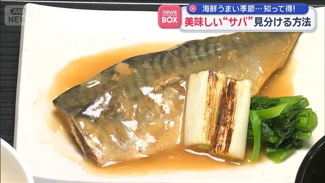 美味しい“サバ”見分ける方法　注目すべきは…頭？胴？尾？　