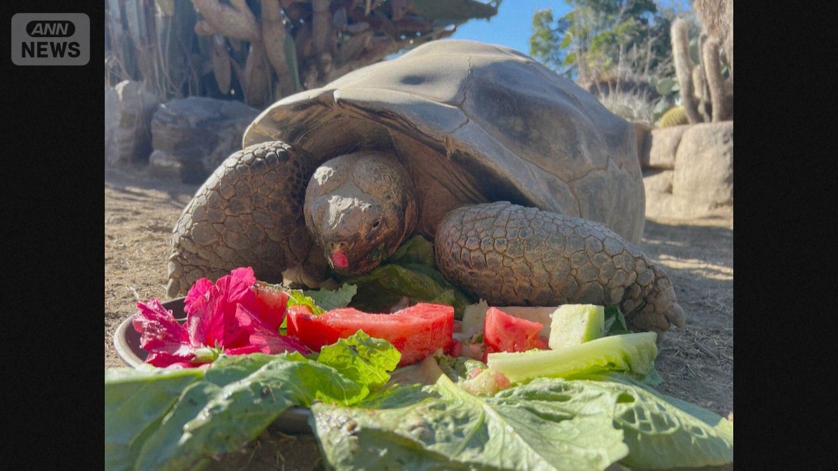 推定年齢141歳のガラパゴスゾウガメ死ぬ　米カリフォルニア州の動物園