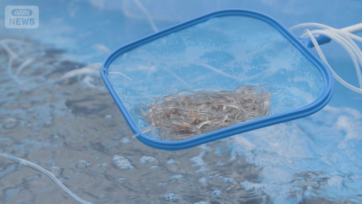 “欧州ウナギ”アジアへの密輸横行　スーツケースに詰め…9年間で850人以上逮捕