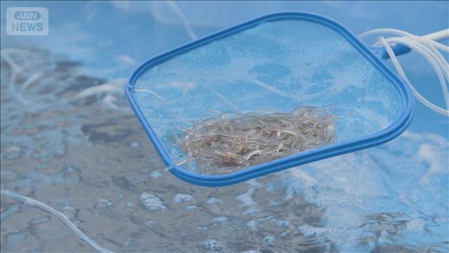 “欧州ウナギ”アジアへの密輸横行　スーツケースに詰め…9年間で850人以上逮捕