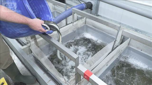 アメリカウナギ国際規制で輸出減？ 日本で価格上昇か 関係者は懸念…米国内のみ出荷も
