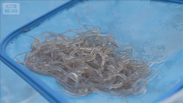 欧州捜査機関　ウナギ稚魚の「中国への密輸は確かに存在」