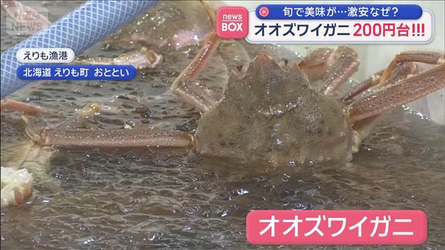 旬で美味が…激安なぜ？　オオズワイガニ200円台！！