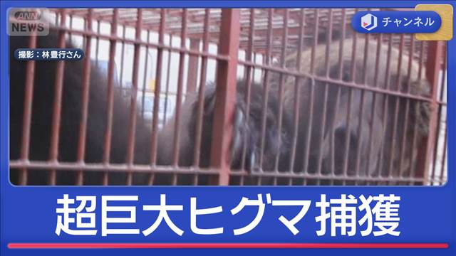400kg級「とにかく太い」“過去1番”巨大ヒグマ捕獲