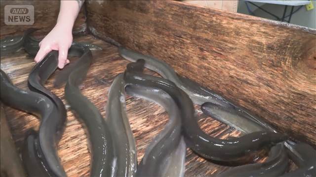 【速報】ウナギ国際取引の規制案を否決 日本も反対 ワシントン条約締約国会議の委員会