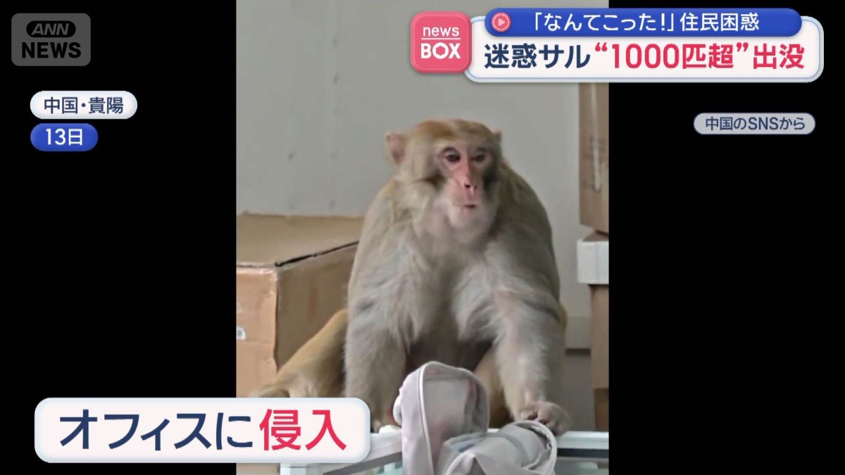 迷惑サル“1000匹超”出没 「なんてこった！」住民困惑