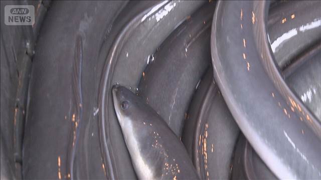 ウナギ取引規制案を否決　日本も反対　ワシントン条約締約国会議の委員会