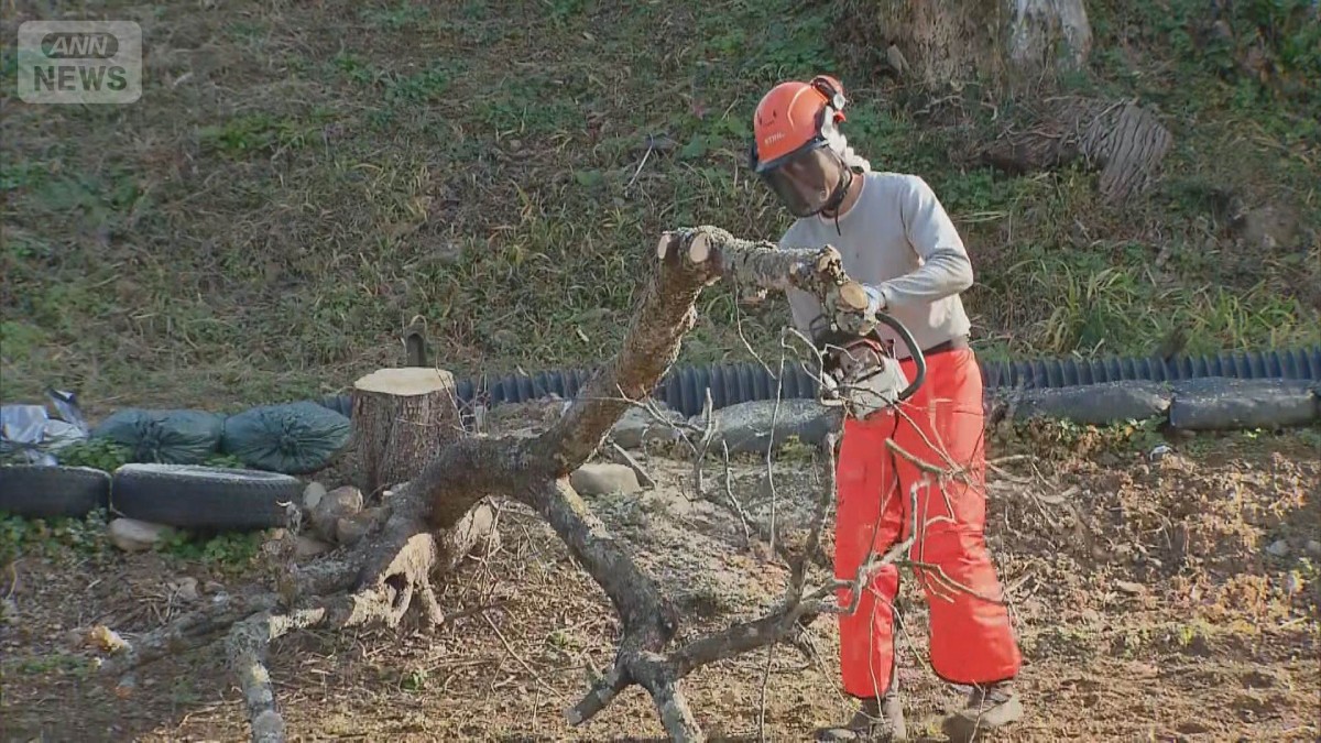 クマの出没防止で柿の木など伐採 宮城・気仙沼市