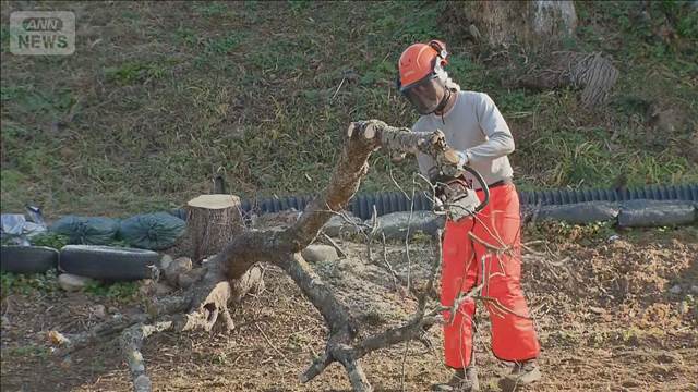 クマの出没防止で柿の木など伐採　宮城・気仙沼市