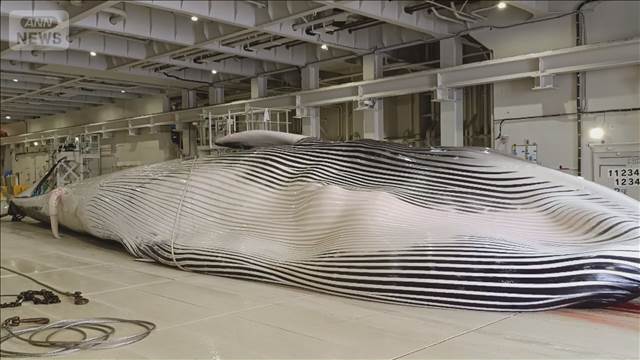 ナガスクジラの肉を冷凍せずに市場へ　巨大捕鯨船が今年度の捕鯨終えて帰港