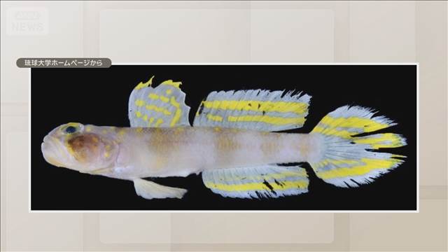 沖縄・石垣島沖で新種ハゼを発見　「スーパーサイヤン」と命名　黄色い模様が特徴