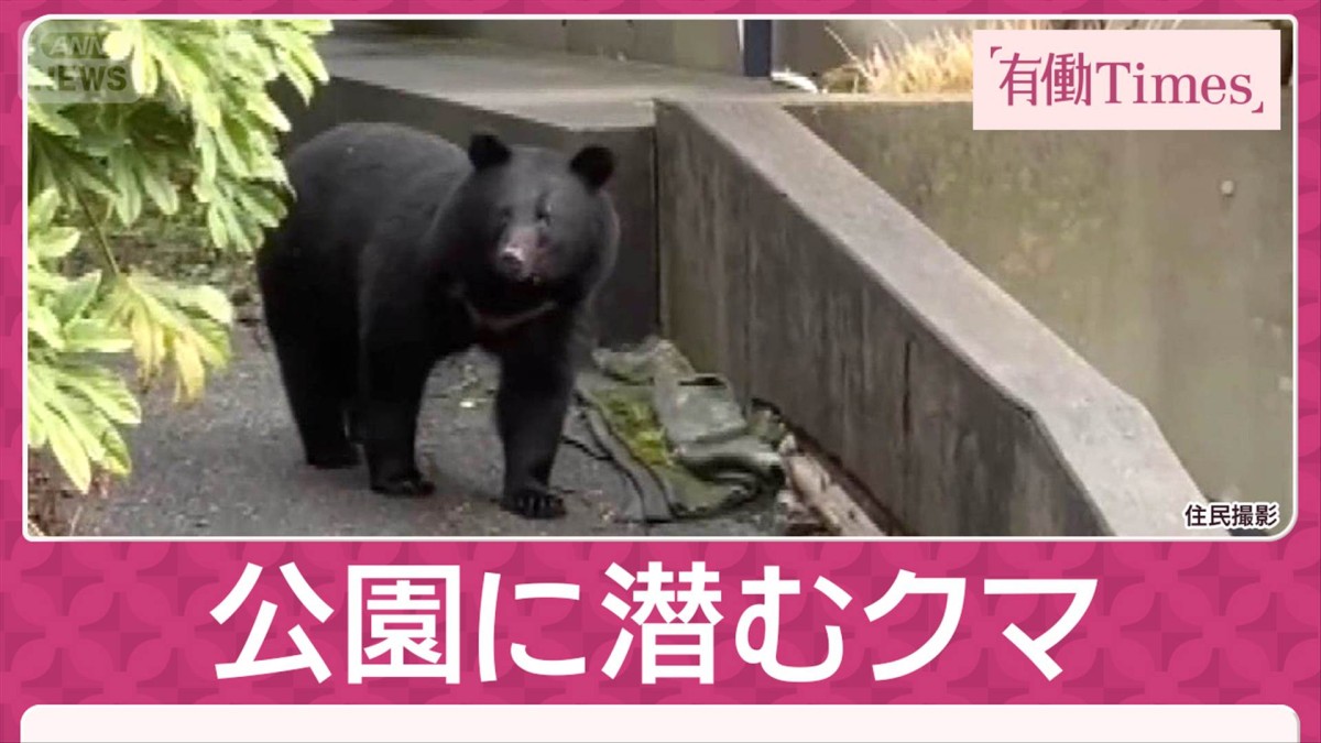 【独自】住宅地からわずか30m「公園」に潜むクマを3日連続ドローンで捉える