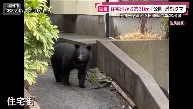 【独自】住宅地からわずか30m「公園」に潜むクマを3日連続ドローンで捉える