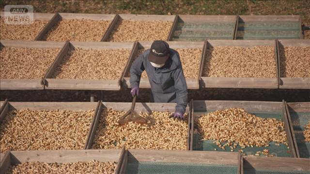 千葉県で落花生の出荷がピーク　太陽の恵みで黄金色になり旨味もましましに