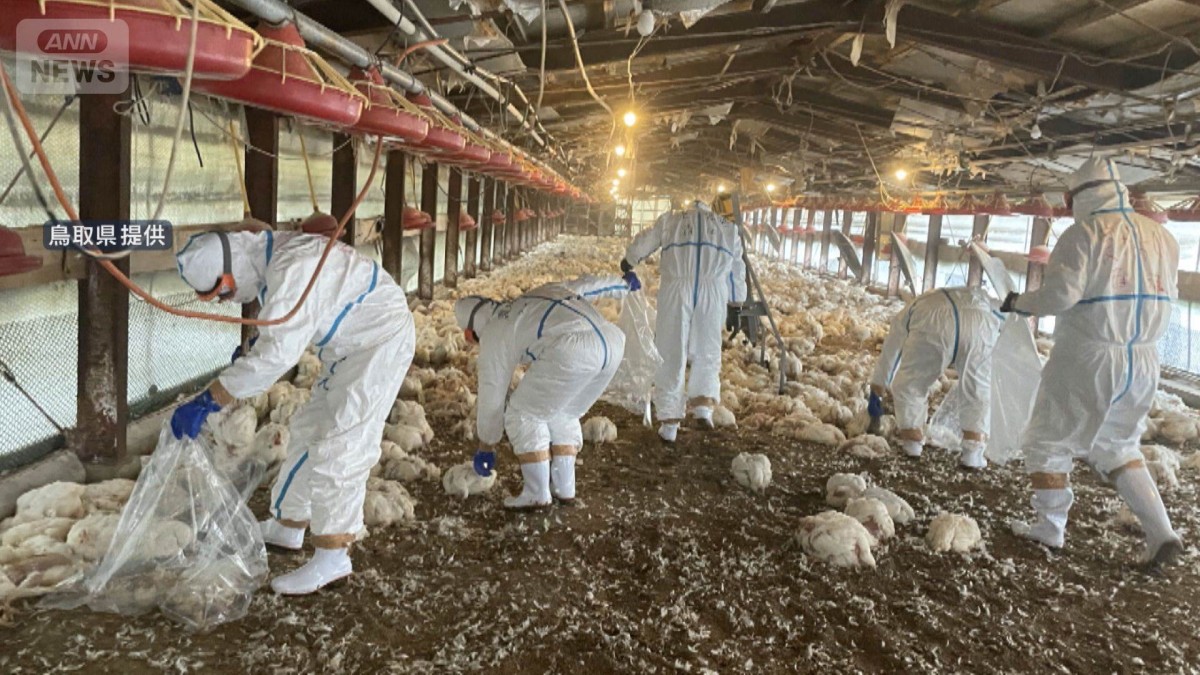 鳥取・米子市で高病原性鳥インフルエンザ 75000羽を殺処分へ