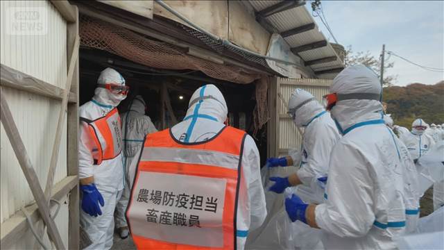 鳥取・米子市で高病原性鳥インフルエンザ　75000羽を殺処分へ