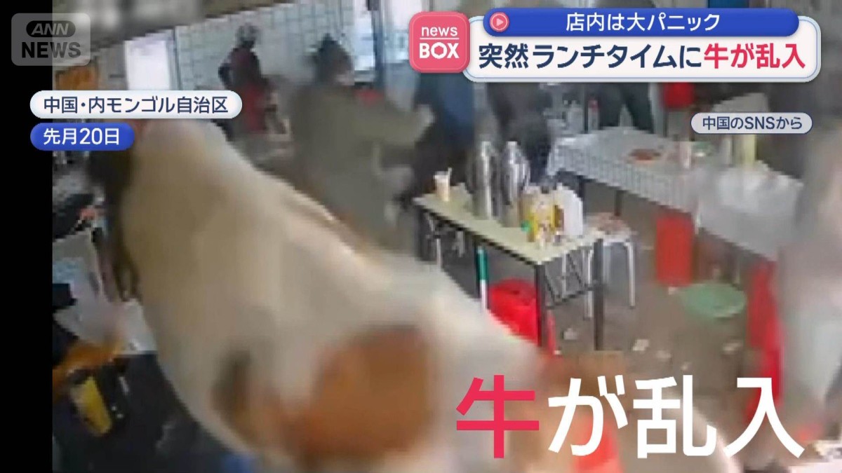 突然ランチタイムに牛が乱入　店内は大パニック　中国
