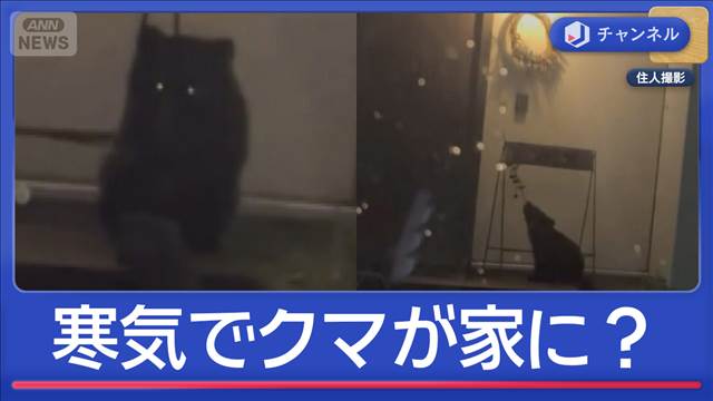 冬眠するはずが…寒気襲来でクマが家に侵入？　専門家が警鐘