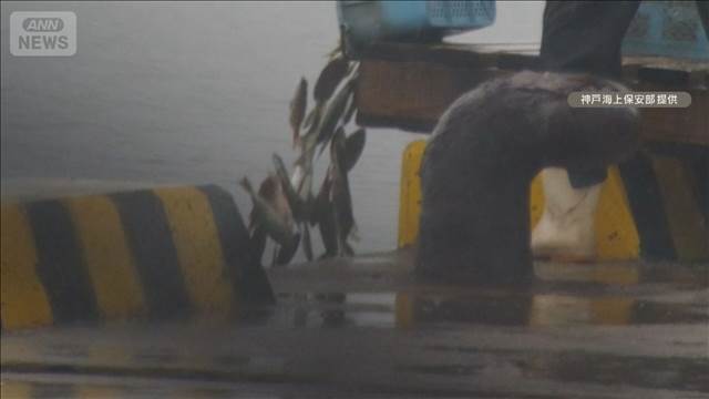 死んだアジなど7キロを海に投棄か　漁師アルバイトの男（77）逮捕　兵庫・南あわじ市