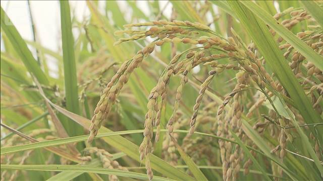 コメ価格3カ月見通し　下落傾向さらに強まる　前月比7ポイント減　米穀機構調査