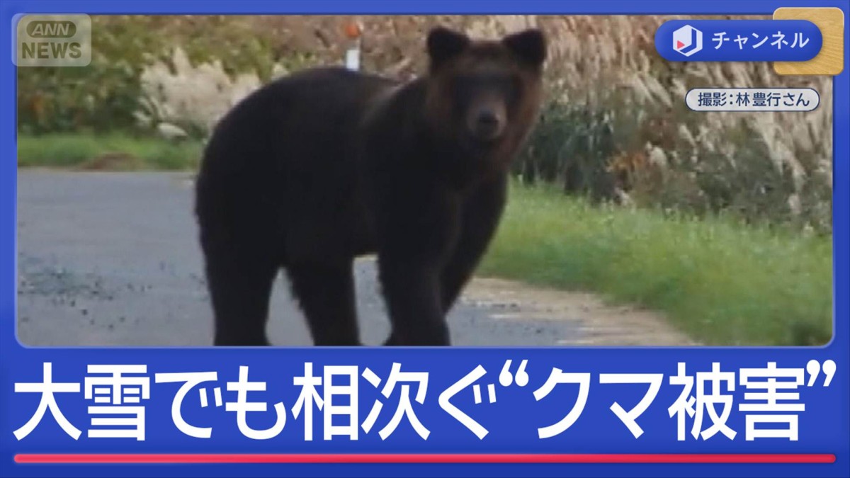 雪降り積もる中“クマ痕跡”ハンター語る課題　捕獲したクマから銃弾