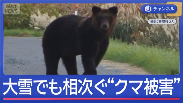 雪降り積もる中“クマ痕跡”ハンター語る課題　捕獲したクマから銃弾