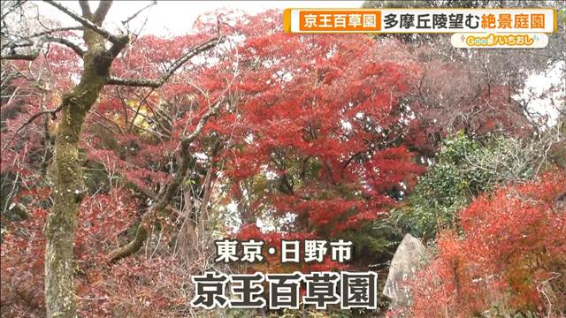 京王百草園　スカイツリーが見える！絶景スポット　東京・日野市【グッド！いちおし】