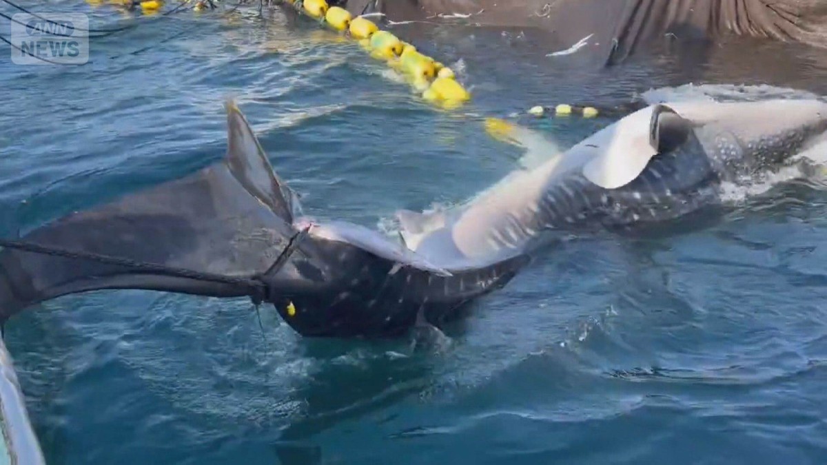 定置網に巨大ジンベエザメ　海に異変　海水温上昇か　取れる魚に「季節感がない」