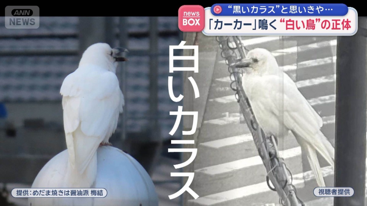 白い鳥 黒いカラス”と思いきや… 「カーカー」鳴く“白い鳥”の正体