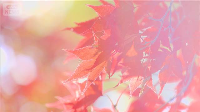 100本のカエデに色とりどりの“秋のバラ”も　東京「神代植物公園」の紅葉が見頃