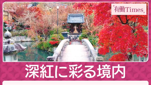 紅葉×京都の古刹・永観堂 禅林寺 絶景“三千本もみじ”幻想的ライトアップ