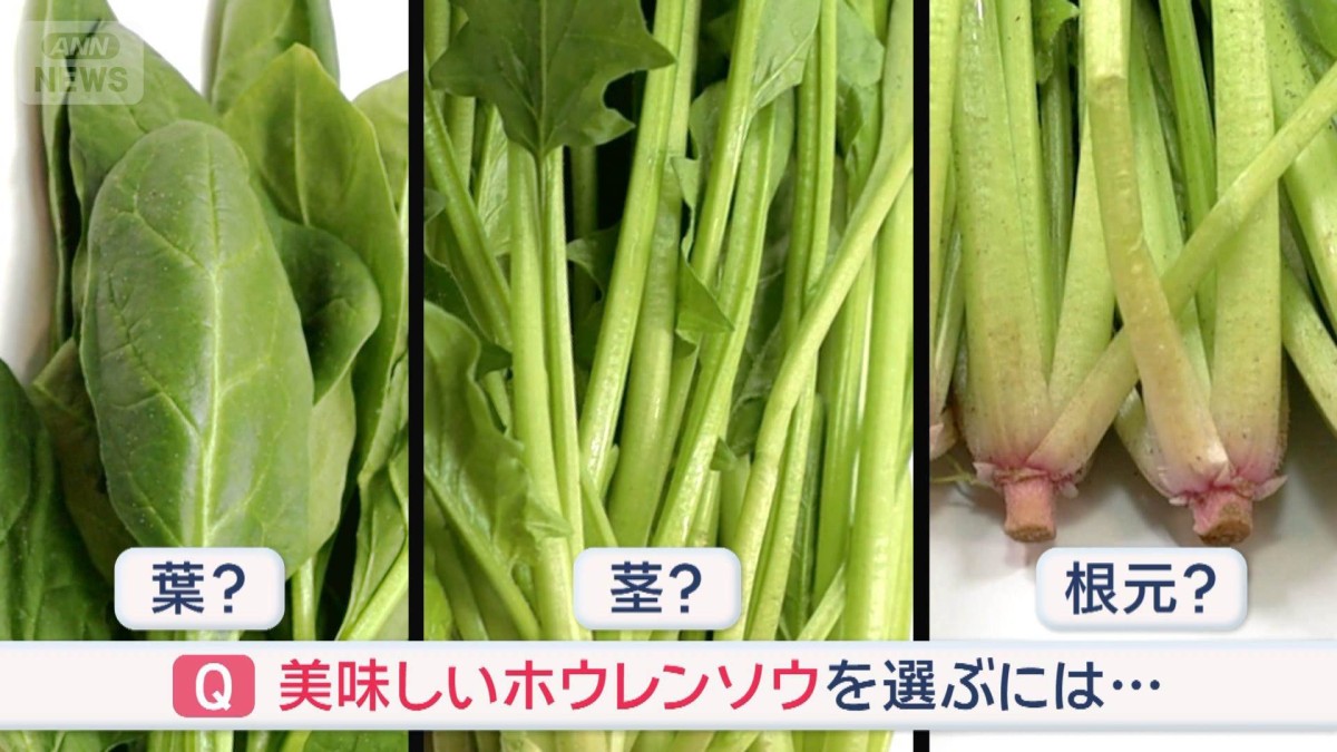 冬が旬“甘い”…ドコを見る？　ホウレンソウ　美味しい選び方