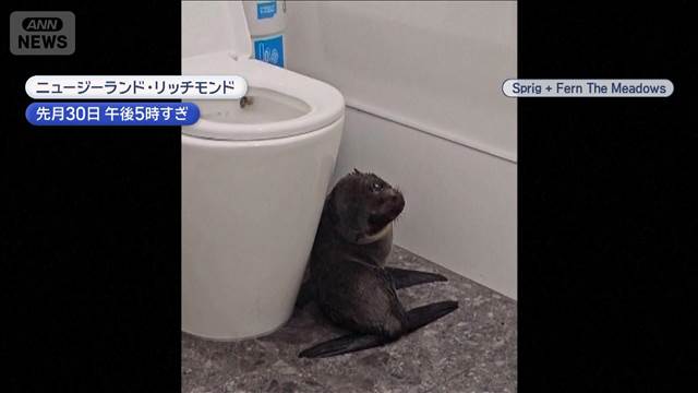 「うわ!」なぜココにいる？　酒場のトイレにオットセイ