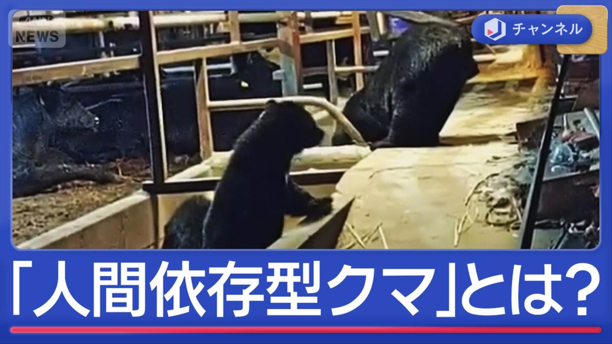 危険な「人間依存型クマ」特徴は？　牛舎に5頭“同時出没”も