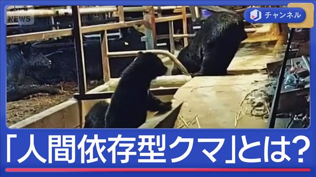 危険な「人間依存型クマ」特徴は？　牛舎に5頭“同時出没”も