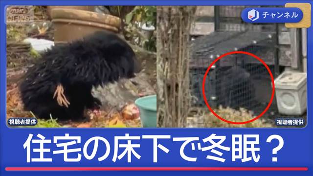 住宅の床下で冬眠？縁の下からクマ　猟友会警鐘「どこでも冬眠」