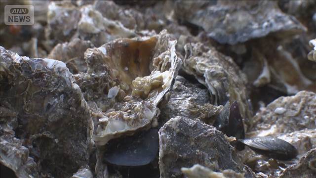 瀬戸内海カキ大量死　養殖業者支援策を提示　水産庁　被害額補填・無利子融資など