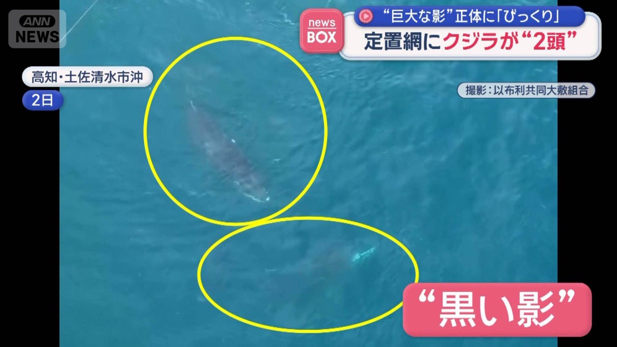 クジラページです。リンクが送られていない方は購入をおやめください。 巨大な影”正体に「びっくり」 定置網にクジラが2頭